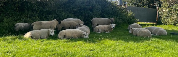 Rams in field of grass under tree