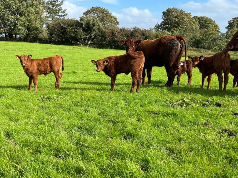Red angus heifer calves at grass with a cow