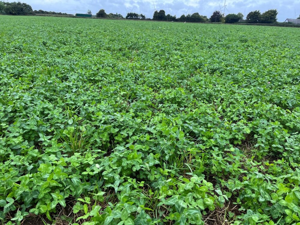 Red clover crop