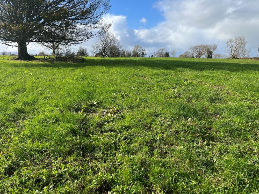 Red clover field with docks visible in the forefront after spraying