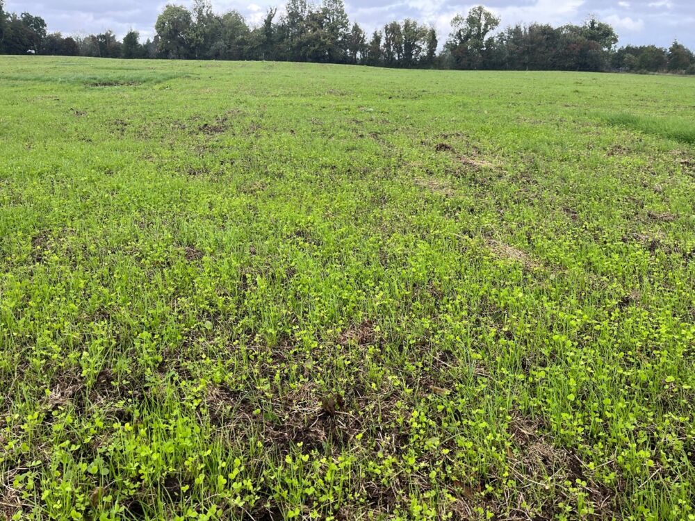 Field reseeded with red clover mix