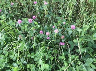 Red clover flowering in a field with grass