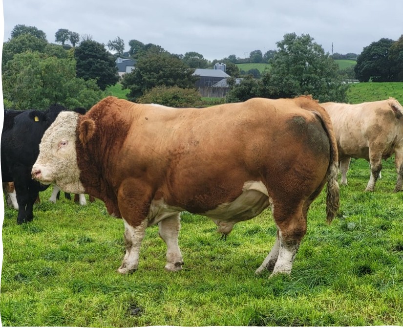 Simmental stock bull in a field of grass