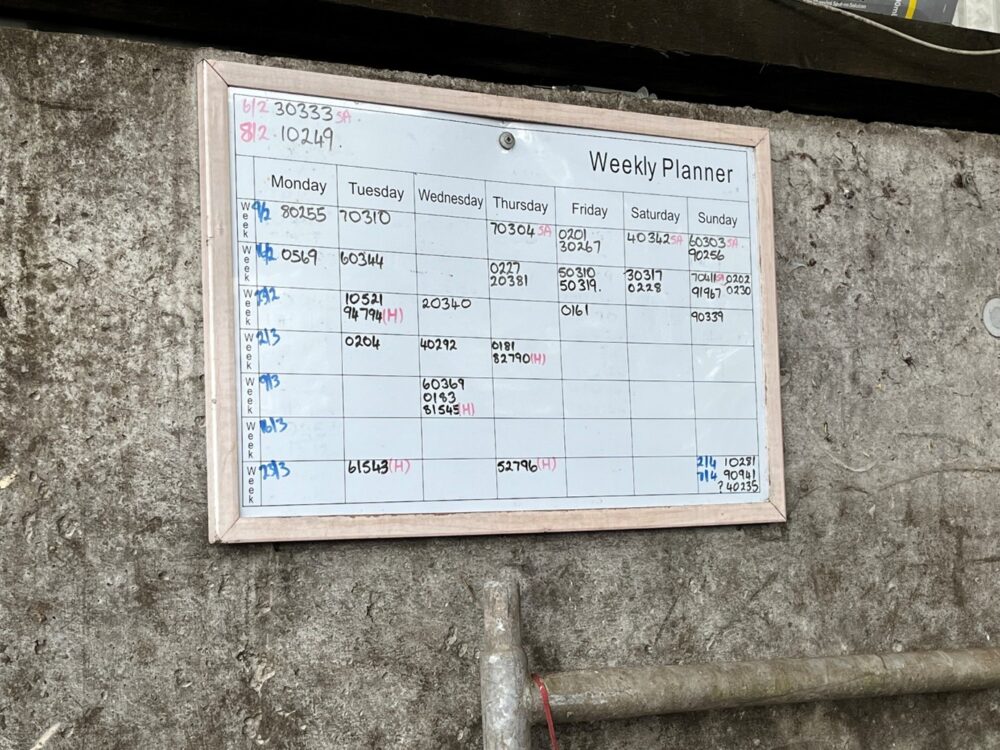 Board in shed showing expected calving dates of cows in pens