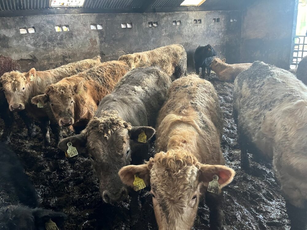 Growing bulls in straw bedded shed