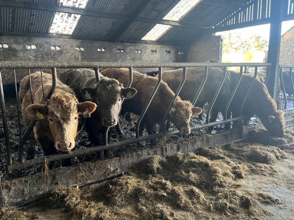 Growing bulls eating silage through feed barrier