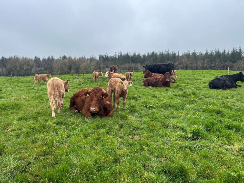 Suckler cows and calves in grass paddock
