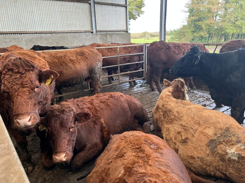 Suckler cows standing and lying down on slats in shed