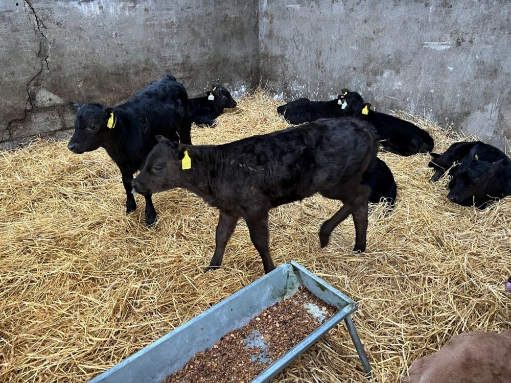 Dairy beef calves in straw bedded area with trough with ration