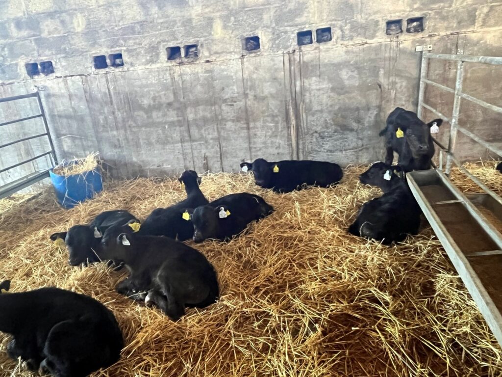 Dairy beef calves in a pen in a straw bedded shed