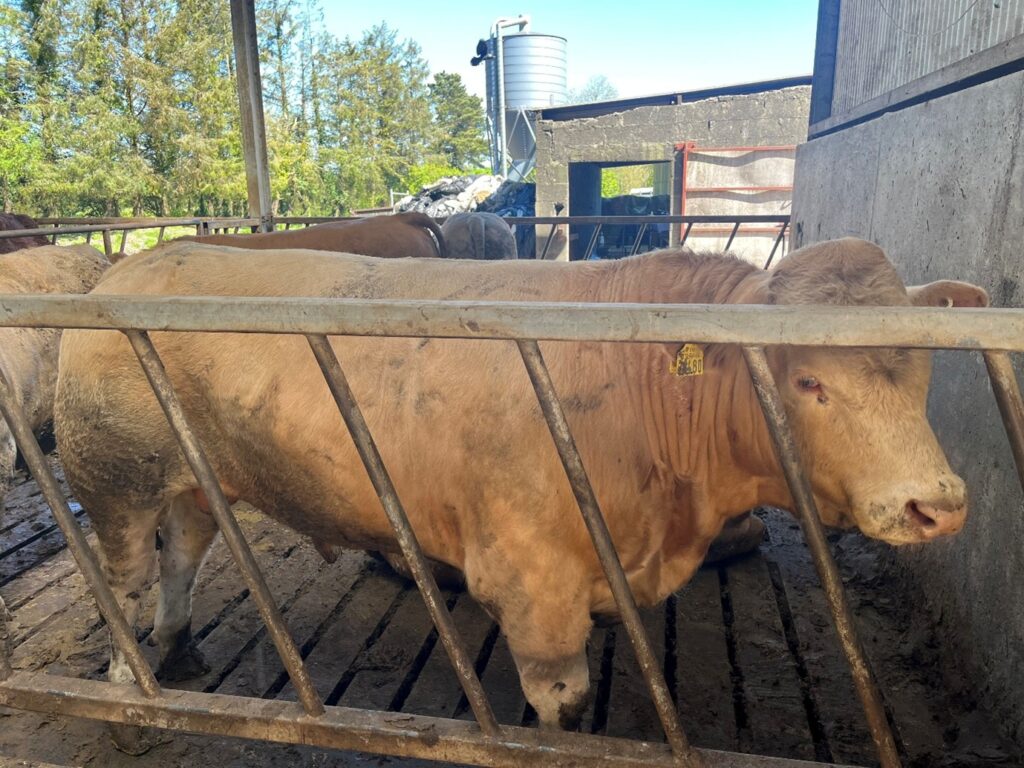 Charolais cross bull in pen in slatted shed