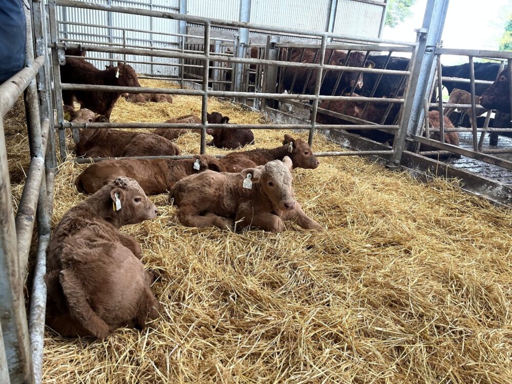 Newborn suckler calves in straw bedded creep area