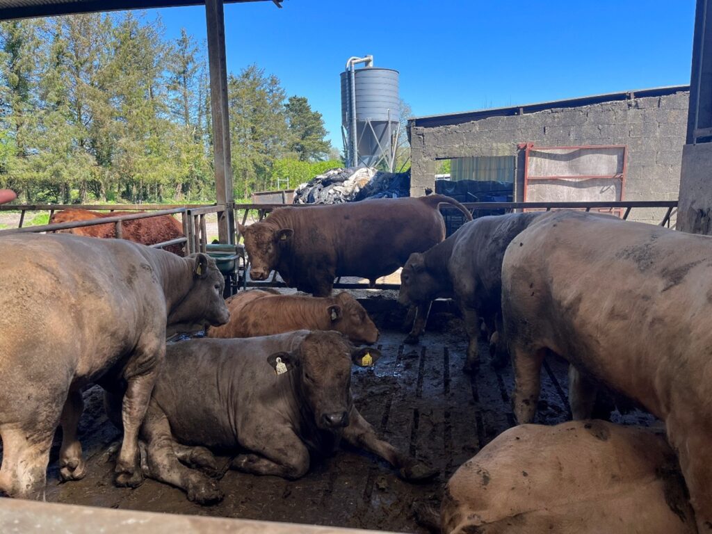 Finishing bulls in pen on slatted tank