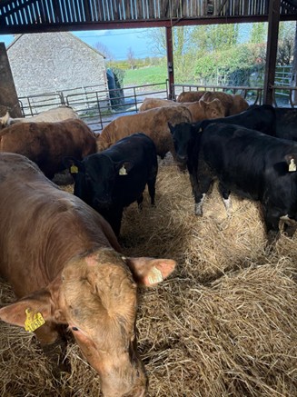 Finishing suckler and dairy beef bulls in straw bedded shed