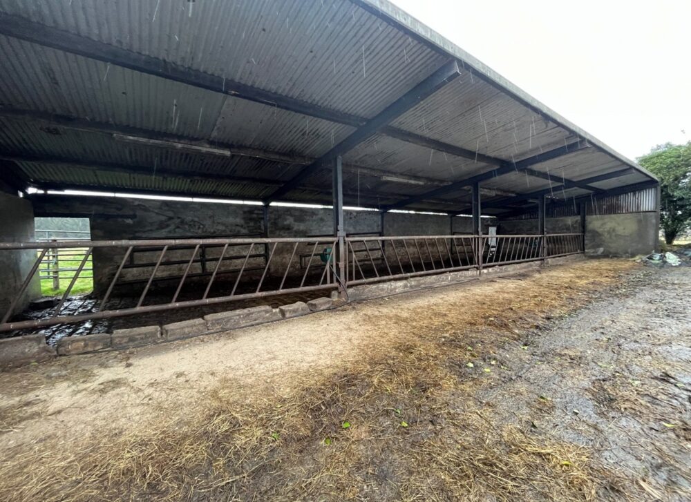 Slatted shed where heifers are housed