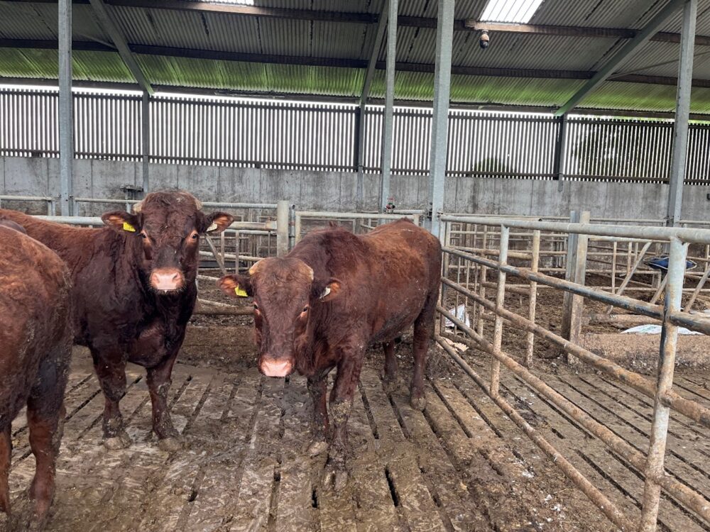 Pedigree Saler bulls in slatted shed