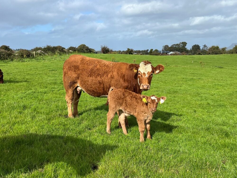AI bred calf from a heifer