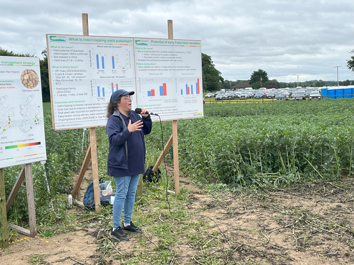 Dr. Sheila Alves, pictured above, discussed fast-growing faba bean research ongoing at Oak Park as part of Crops and Technology 2025.