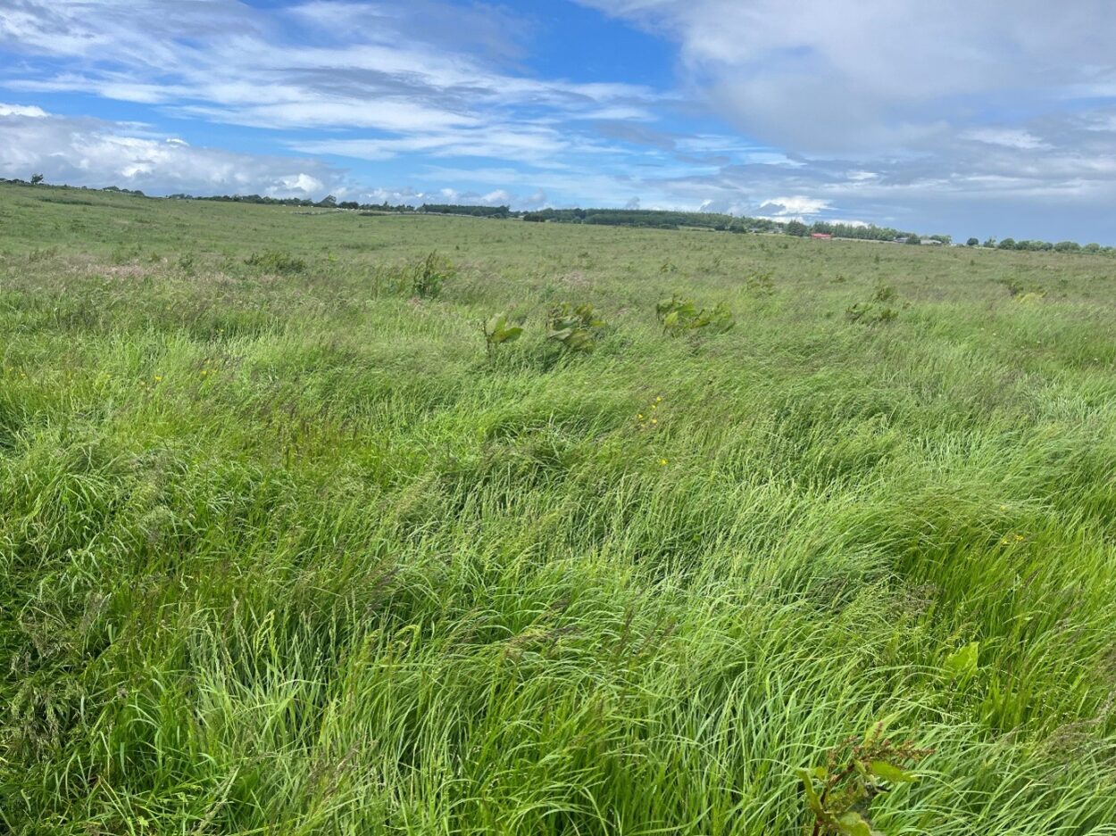 Field of silage ready for cutting