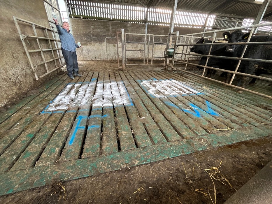 Photo of demonstration of lying space needed for weanlings vs finishing cattle