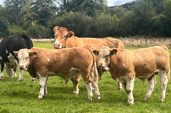 Spring born Simmental calves at grass