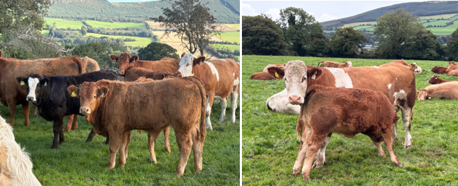 Spring born Limousin calves with cows