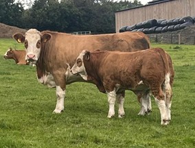 Spring born Simmental calf with cow