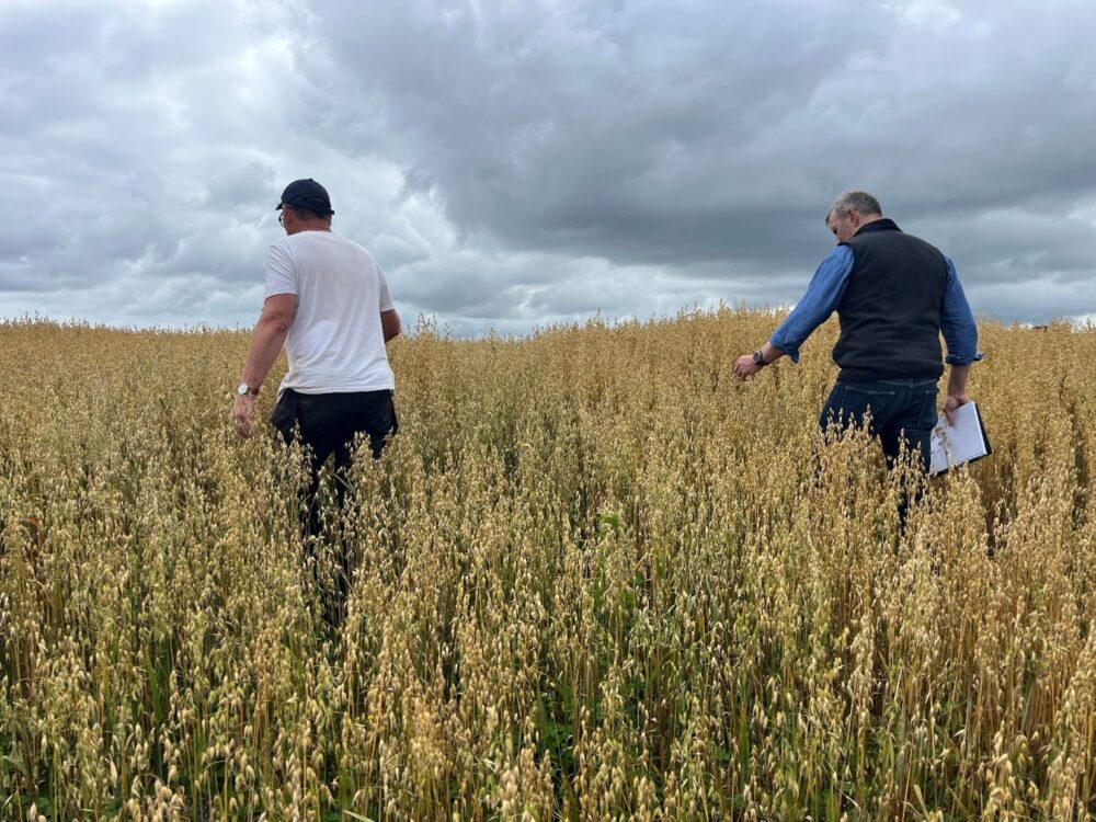 Ken and his local advisor walking through a crop of spring oats