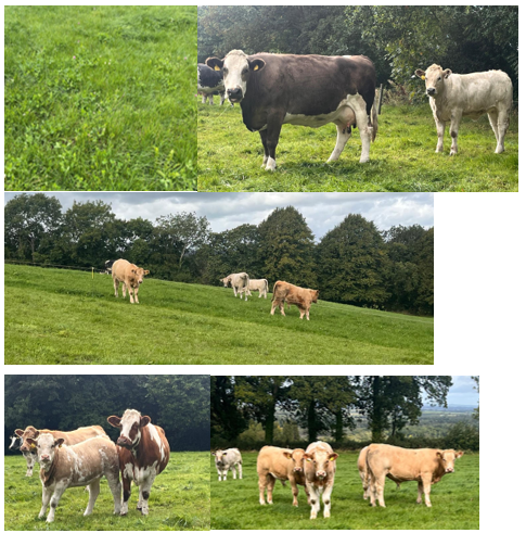 Photos of cows and calves on the farm
