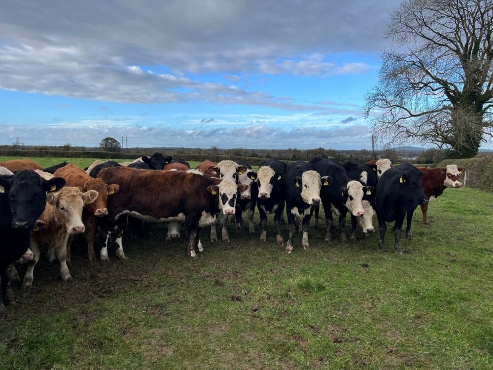 Dairy beef and suckler store cattle at grass