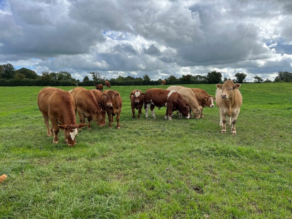 Store cattle grazing a paddock to 4cm