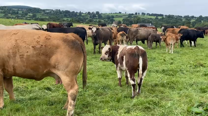 Suckler calf at grass