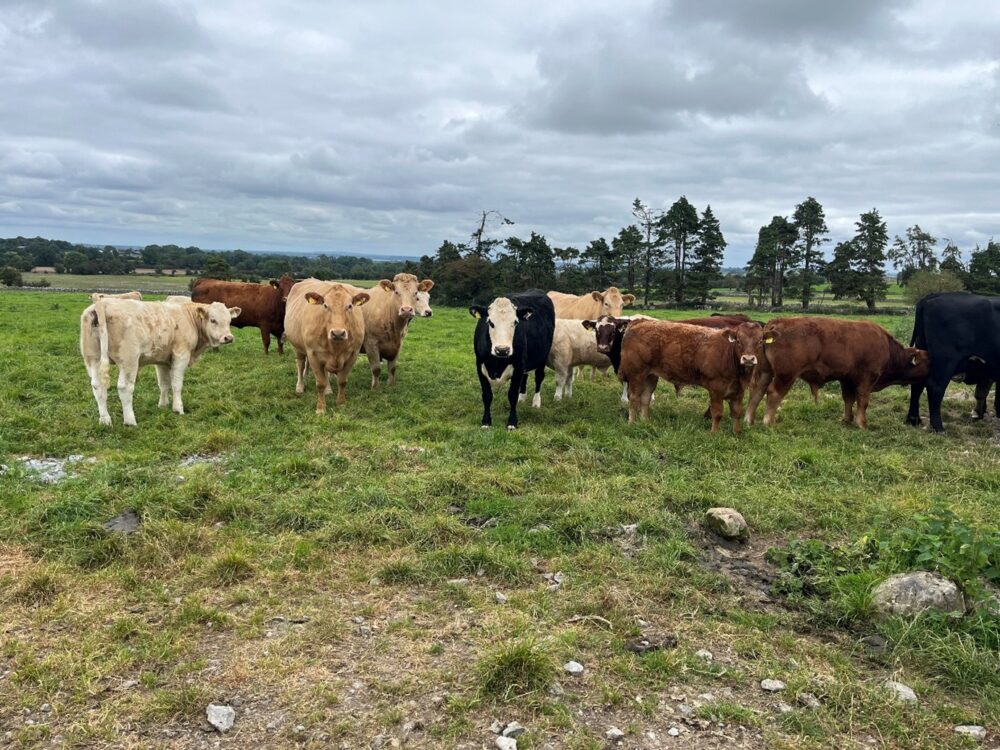 Suckler beef calves at grass