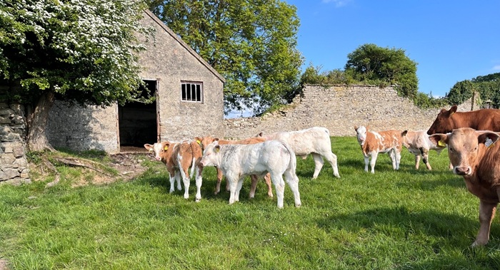 Calving and breeding – an update from Future Beef farmer, Ruairi Cummins