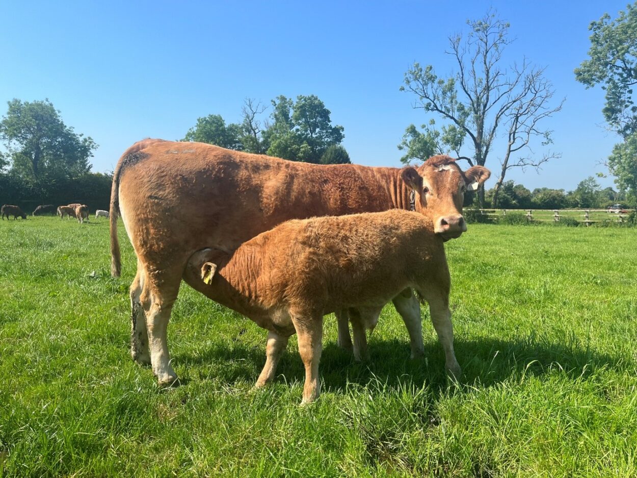 Suckler cow feeding her calf in a grass field