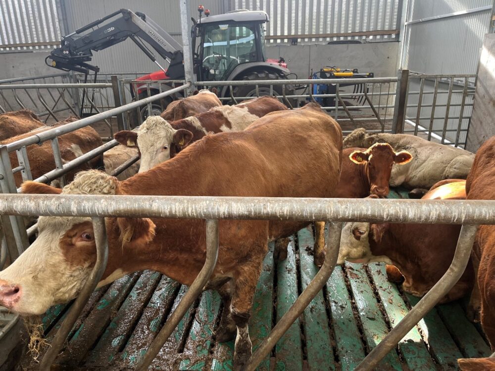 Simmental cross suckler cows in slatted shed