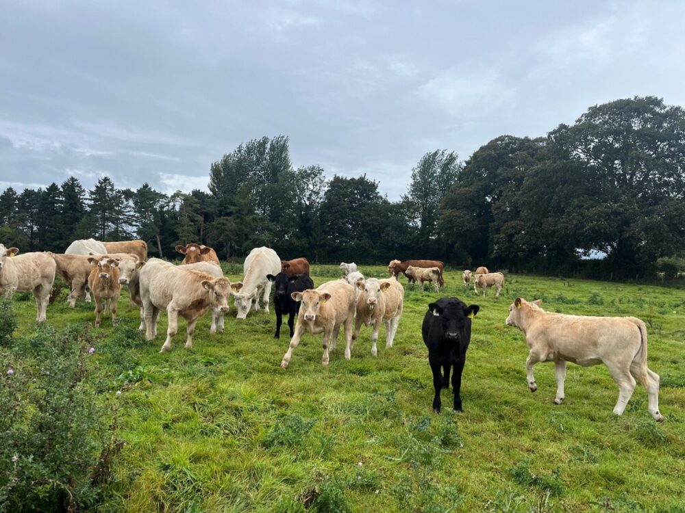 Suckler cows and calves at grass