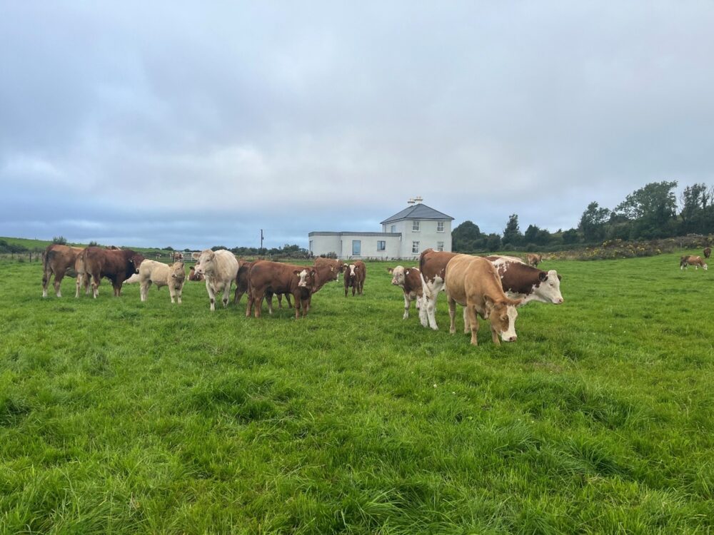 Simmental cross cows with spring born calves at grass