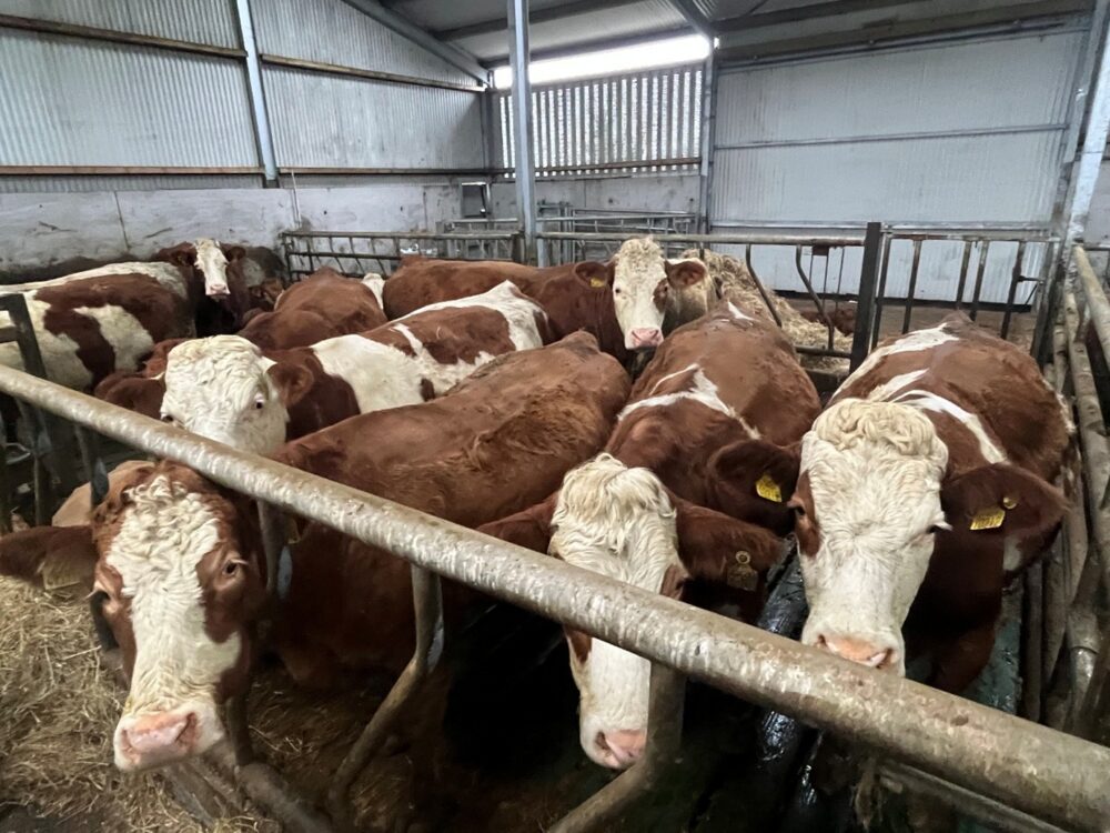 Suckler cows in slatted shed