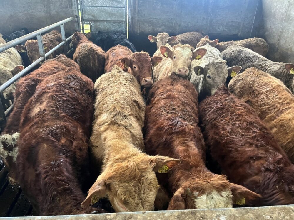 Suckler bred weanlings in pen in slatted shed