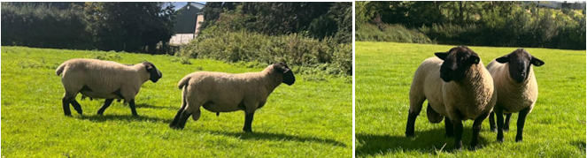 Suffolk rams x2 at grass