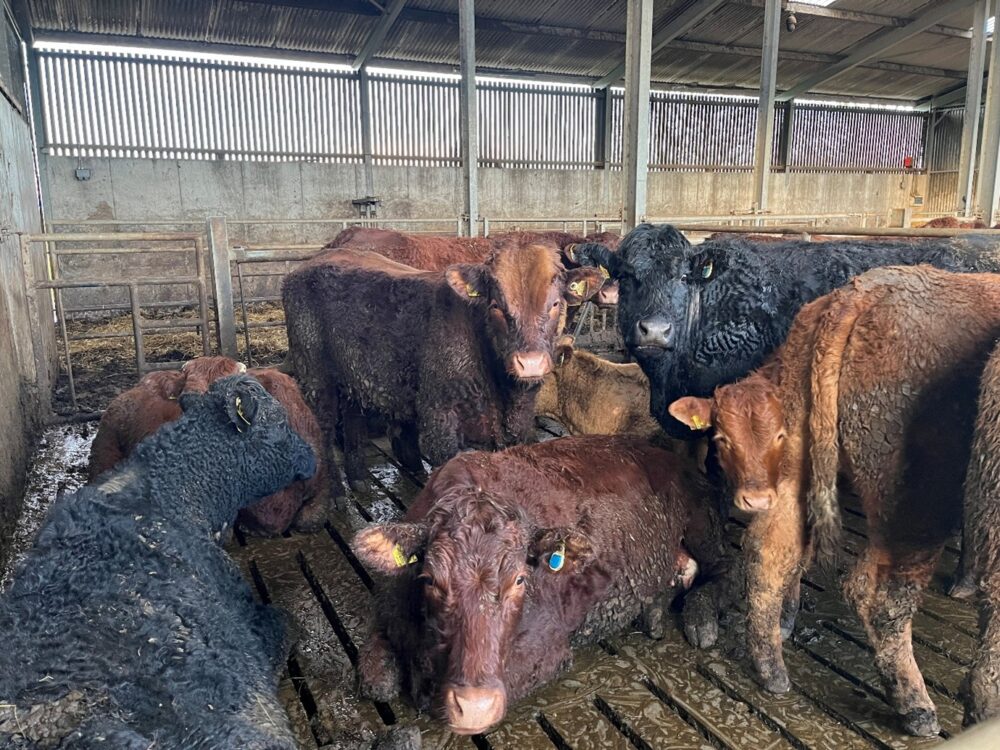 Suckler cows on slats in pen with Saler bull