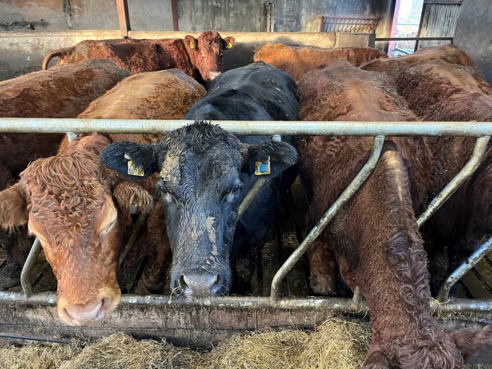 Suckler cows at feed barrier in slatted shed