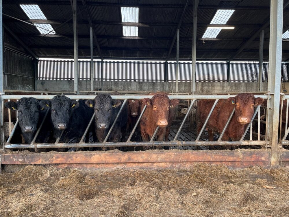 TB suckler cows lined up along feed barrier with silage in front of them
