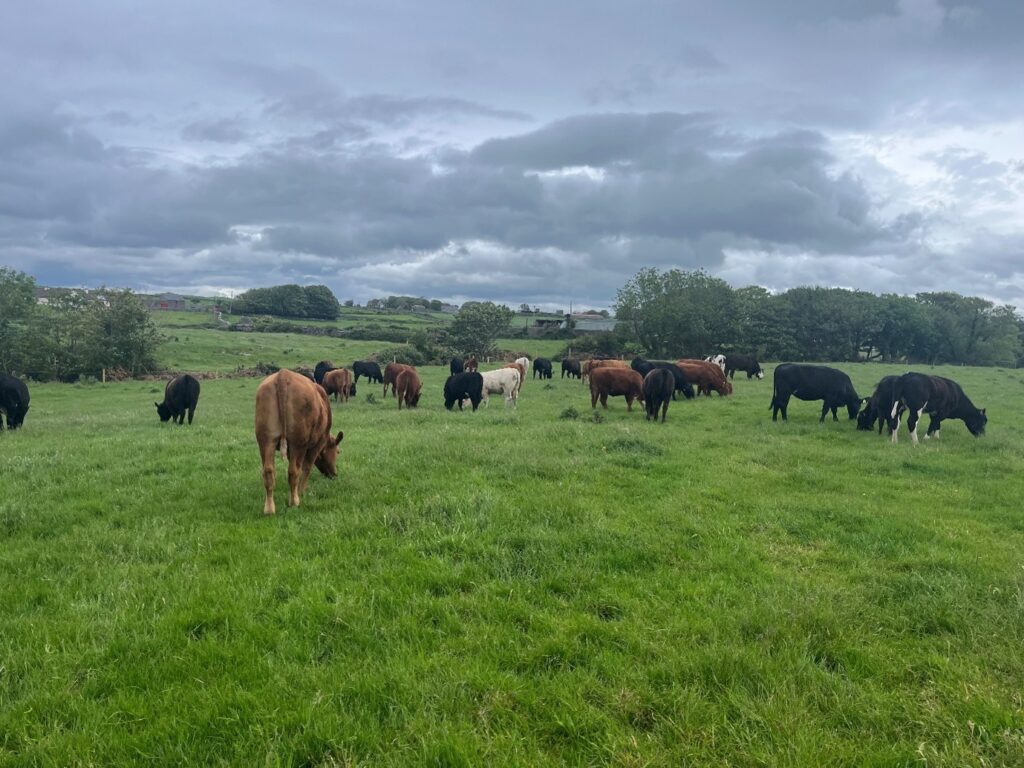 Yearling cattle grazing a fresh grass paddock