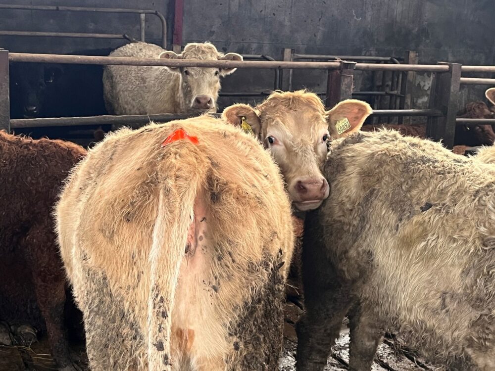 Heifer with tail paint
