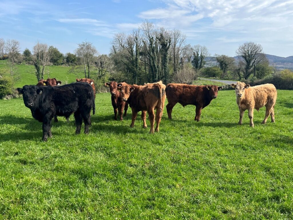 Autumn born bull weanlings in grass field