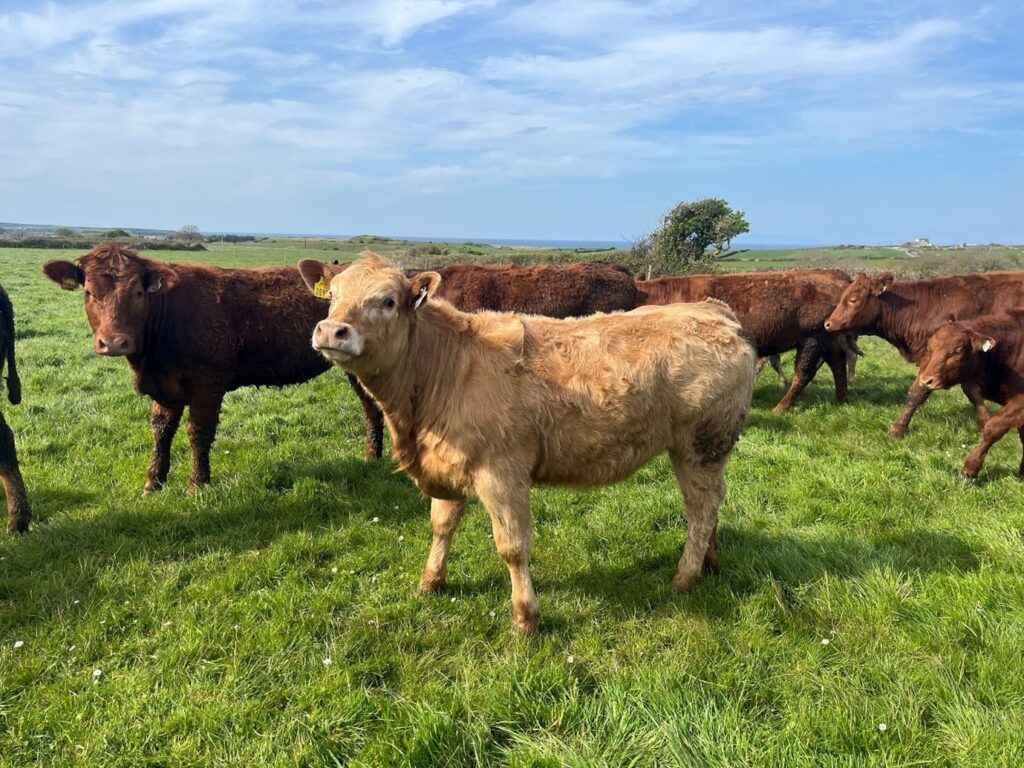 Autumn born Charolais and Saler heifers grazing grass