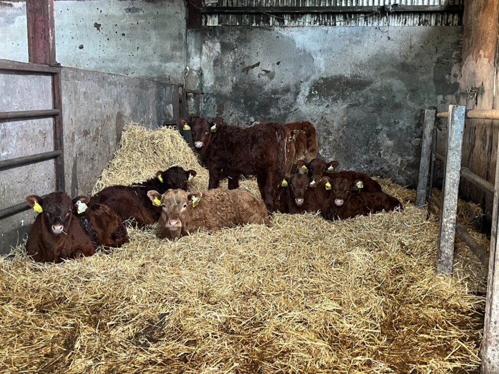 Suckler calves lying in straw bedded shed