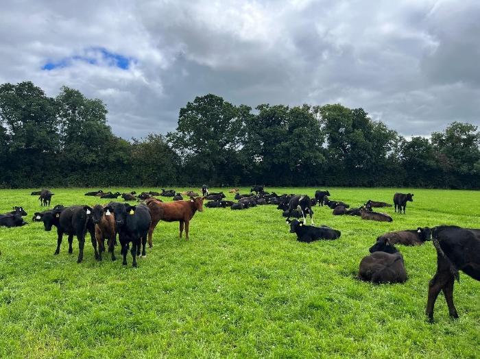 Summer CalfCare Events kick off next week
